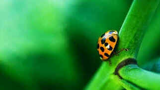 Macrofotografia