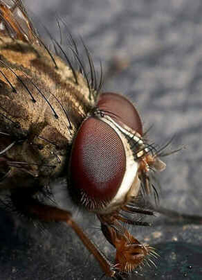 Macrofotografia