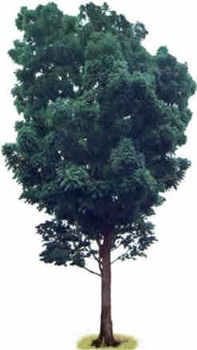 Mogno