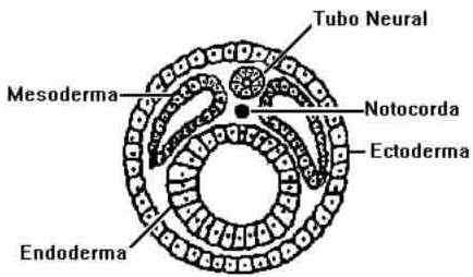Notocorda