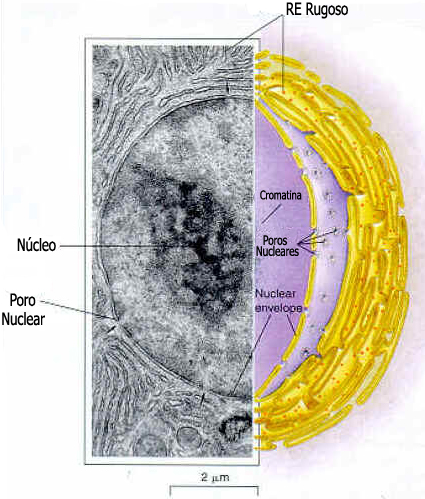 Nucléolo Nucléolo