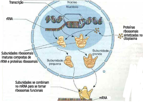 Nucléolo Nucléolo