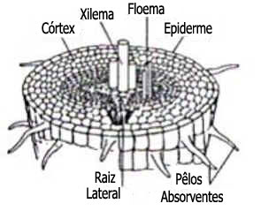 Nutrição das Plantas