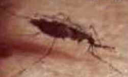 Parasitoses Parasitoses