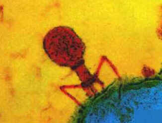 Parasitoses Parasitoses