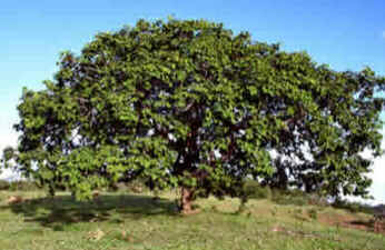 Pequizeiro Pequizeiro
