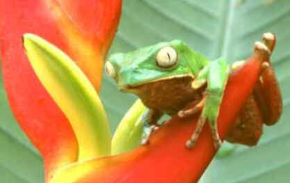 Perereca Perereca