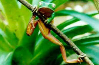 Perereca Perereca