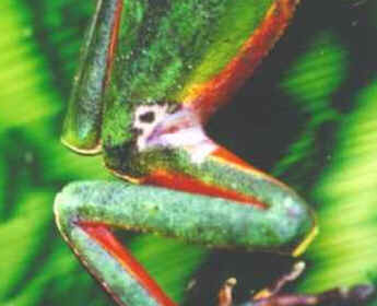 Perereca Perereca