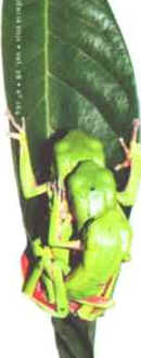 Perereca Perereca