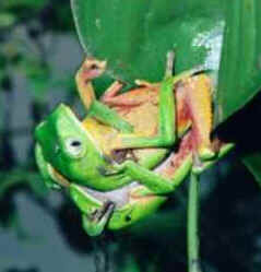 Perereca Perereca