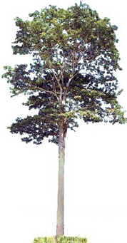 Peroba do Campo