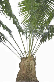 Piaçava Piaçava