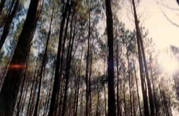 Pinus