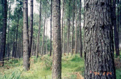Pinus