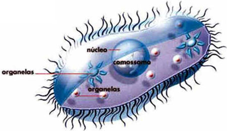 Protozoários Protozoários