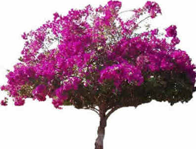 Primavera
