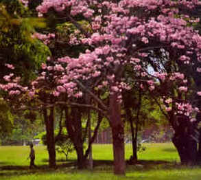 Primavera