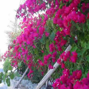 Primavera