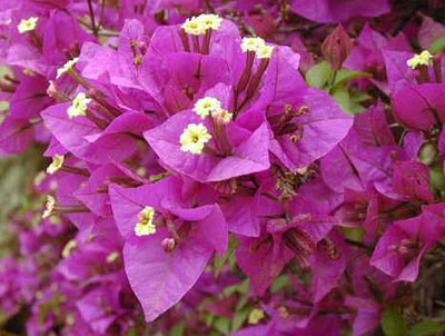 Primavera