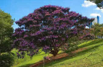 Quaresmeira Quaresmeira