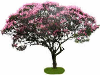 Quaresmeira Quaresmeira
