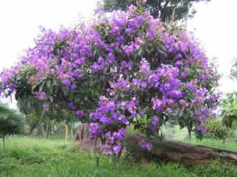 Quaresmeira Quaresmeira