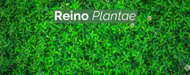 Reino Plantae