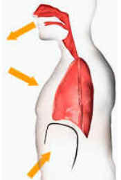 Respiração Pulmonar