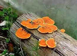 Reino Fungi