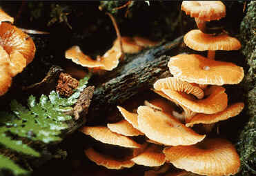 Reino Fungi