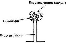 Reino Fungi