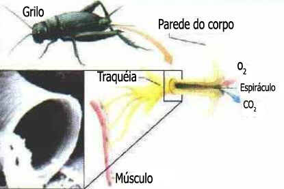 Respiração Traqueal