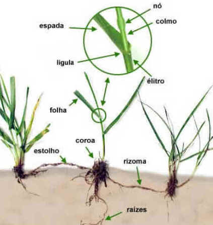 Rizoma Rizoma