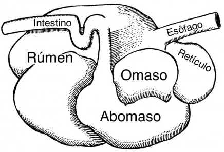 Ruminantes Ruminantes