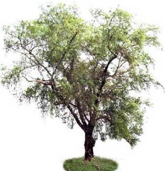 Salgueiro Salgueiro
