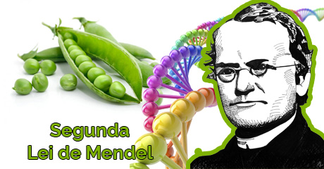 Segunda Lei de Mendel