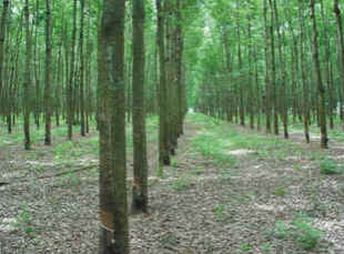 Seringueira