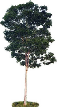 Seringueira