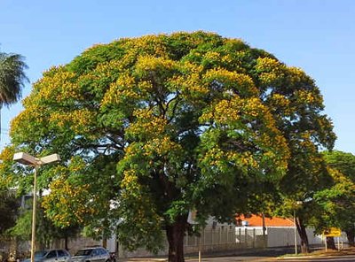 Sibipiruna