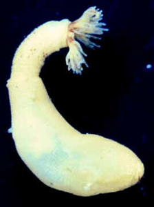Sipuncula