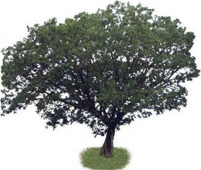 Sombreiro