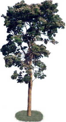 Sucupira