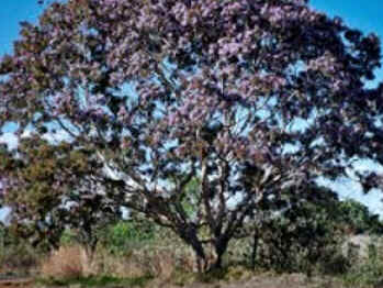 Sucupira
