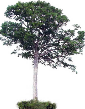 Sumaúma
