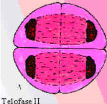 Telófase