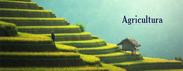 Agricultura