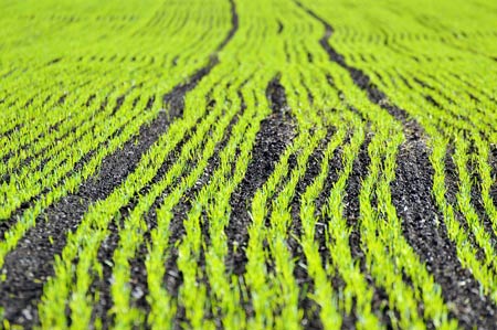 Agricultura