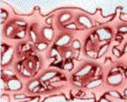 Anatomia Celular Anatomia Celular