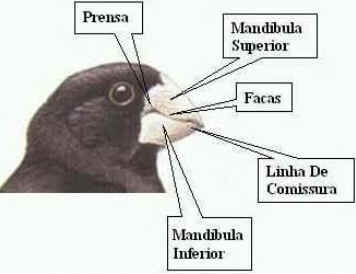 Bicos das Aves Bicos das Aves